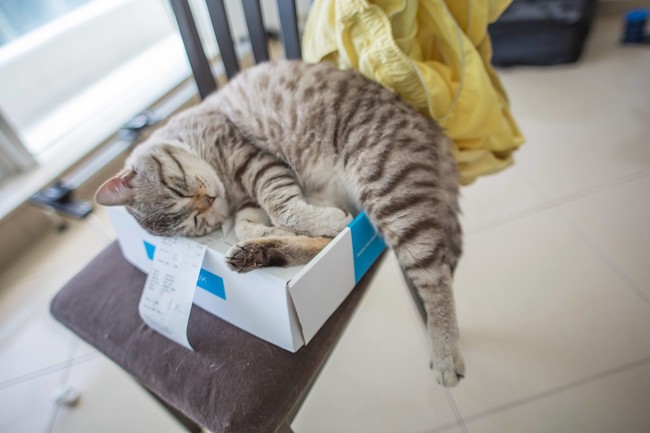 25 cats who will sit even if they don't fit