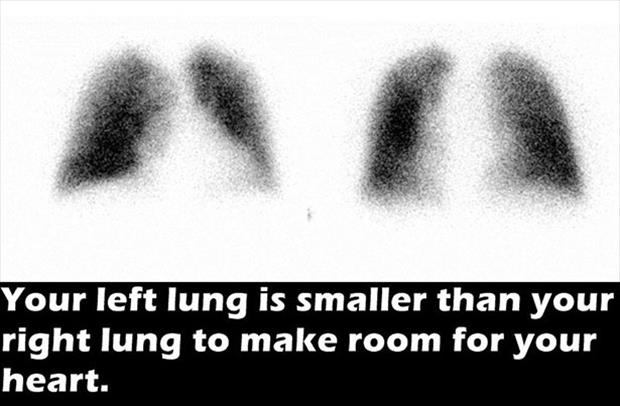 close up - Your left lung is smaller than your right lung to make room for your heart.