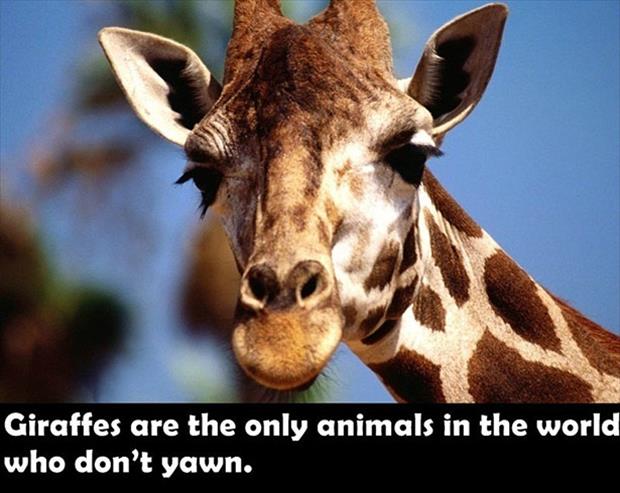 17 Fun Facts to Feed Your Brain