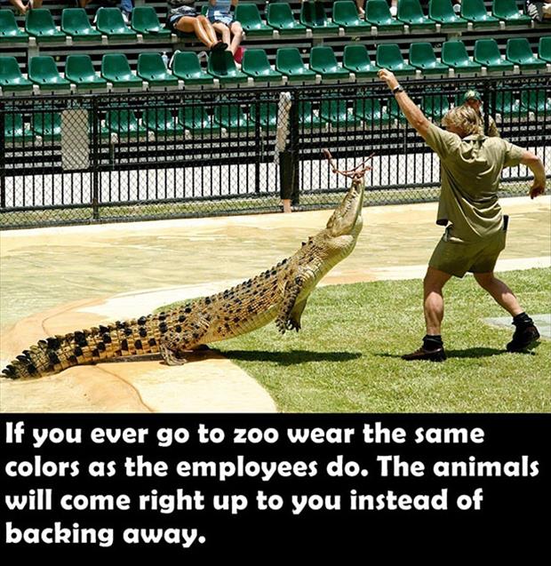 steve irwin career - Besnuan If you ever go to zoo wear the same colors as the employees do. The animals will come right up to you instead of backing away.