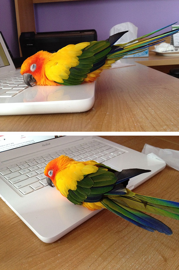 bird laptop
