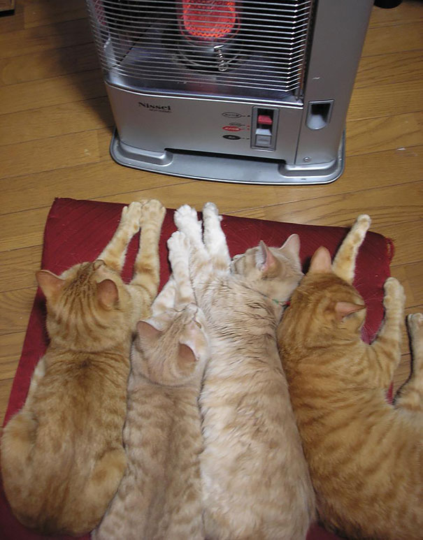 warm cat