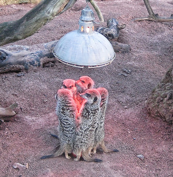 meerkats huddle