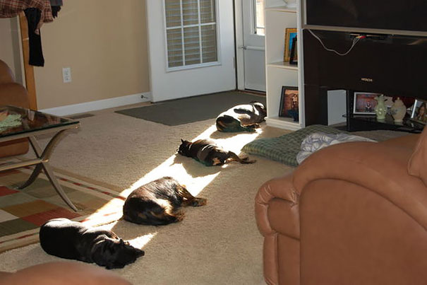 cats lying in the sun