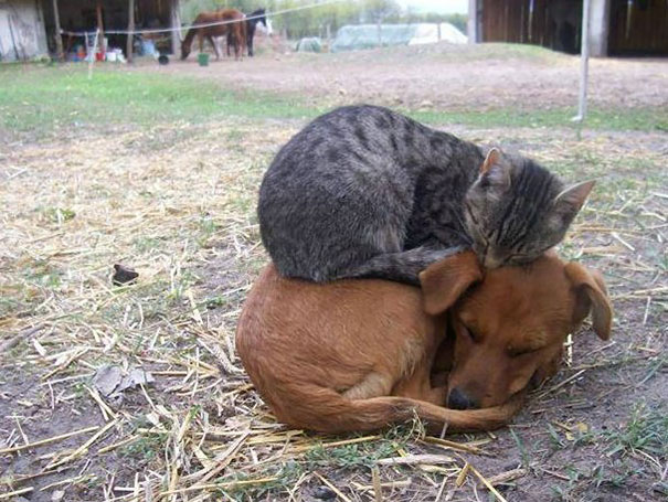 25 Animals That Love The Warmth of Anything