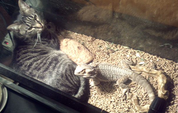 cat in lizard tank