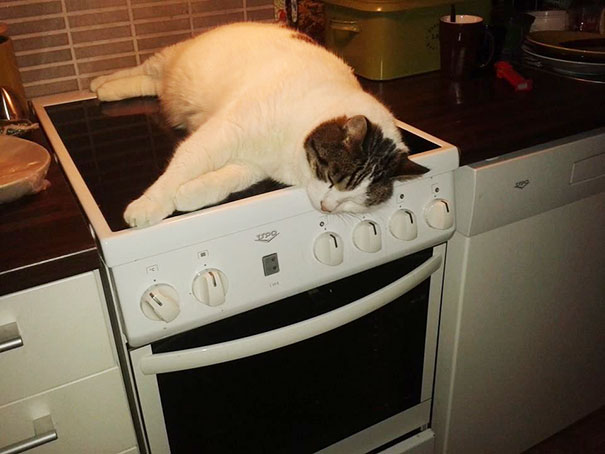 25 Animals That Love The Warmth of Anything