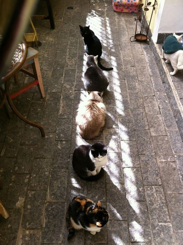 cats love sun