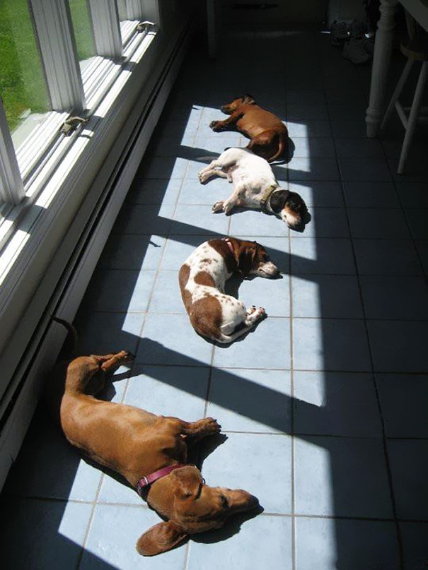 dachshund sunbathing