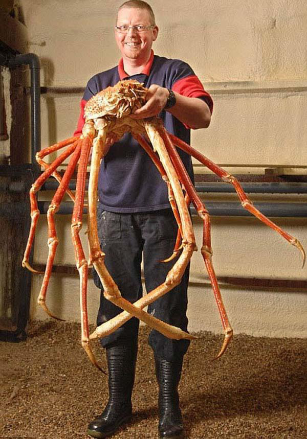 20 animals that are freakin huge