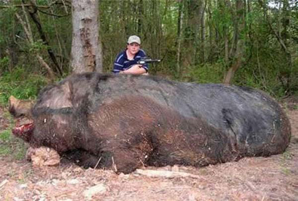 20 animals that are freakin huge