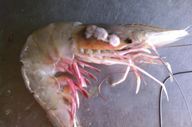 "We are finding shrimp with tumors on their heads and are seeing this every day."