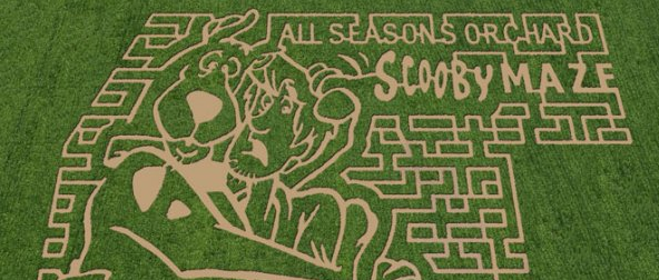crop circle art all seasons orchard 2018 corn maze - Et? All Seasons Orchard 5 Scooby Male Bolu Quanlar ta 15