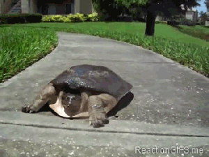 turtle retracting head gif - Reactoncies.me