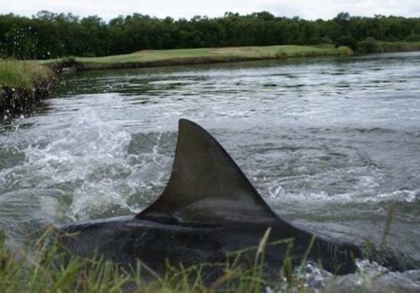 bull shark golf course