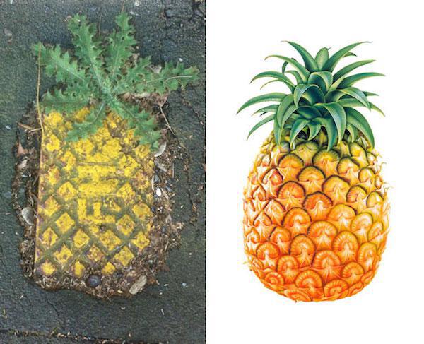 35 things that look oddly similar