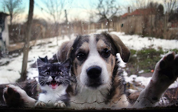 25 pets that need to get inside, right now