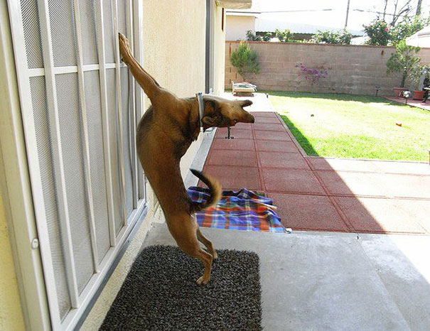 25 pets that need to get inside, right now