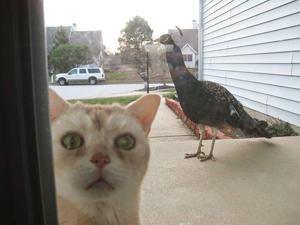 25 pets that need to get inside, right now