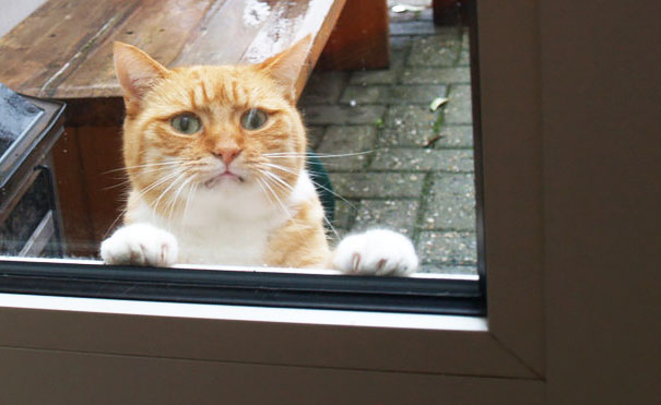 25 pets that need to get inside, right now