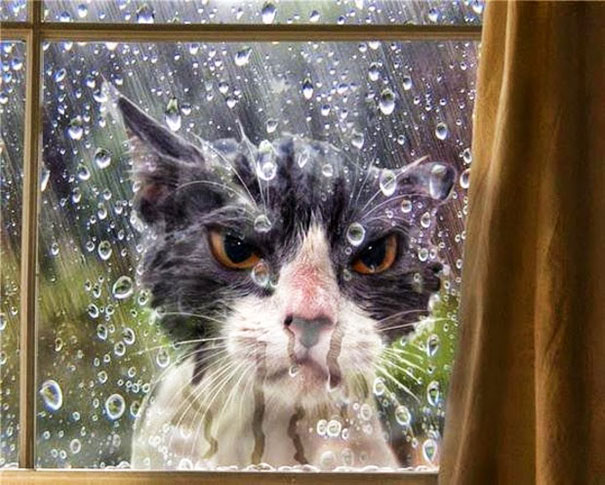 25 pets that need to get inside, right now