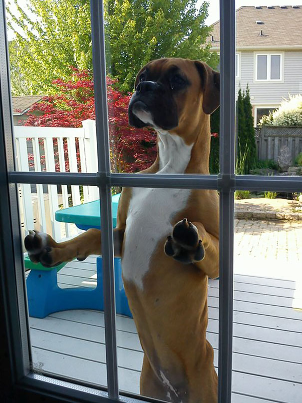 25 pets that need to get inside, right now