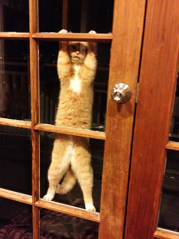 25 pets that need to get inside, right now