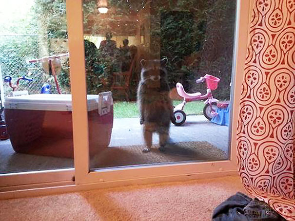 25 pets that need to get inside, right now