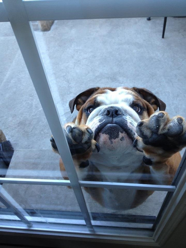 25 pets that need to get inside, right now