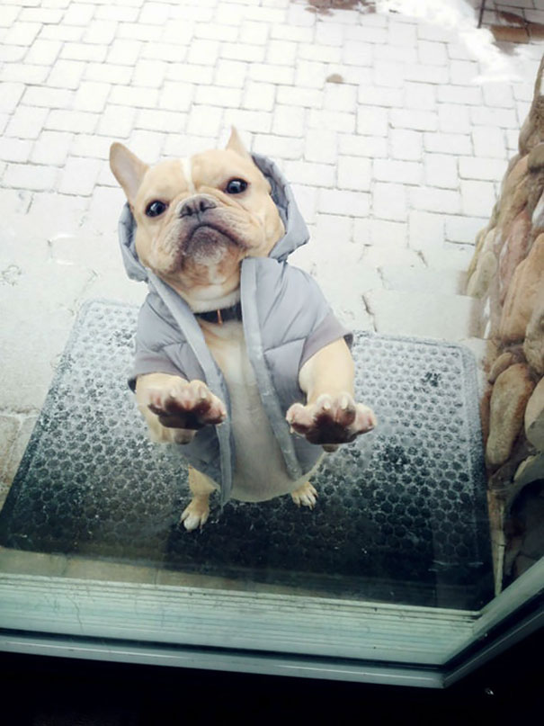 25 pets that need to get inside, right now