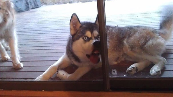 25 pets that need to get inside, right now