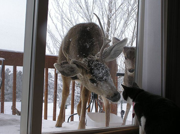 25 pets that need to get inside, right now