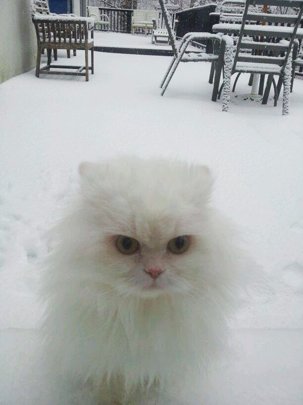 25 pets that need to get inside, right now