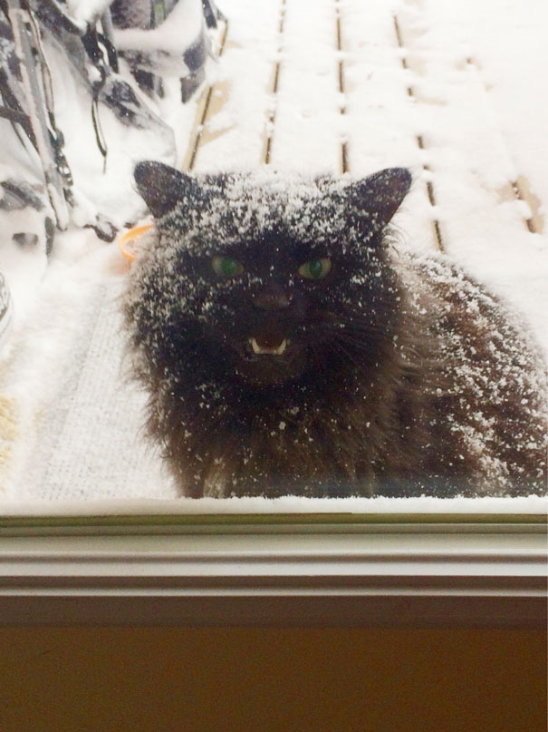 25 pets that need to get inside, right now