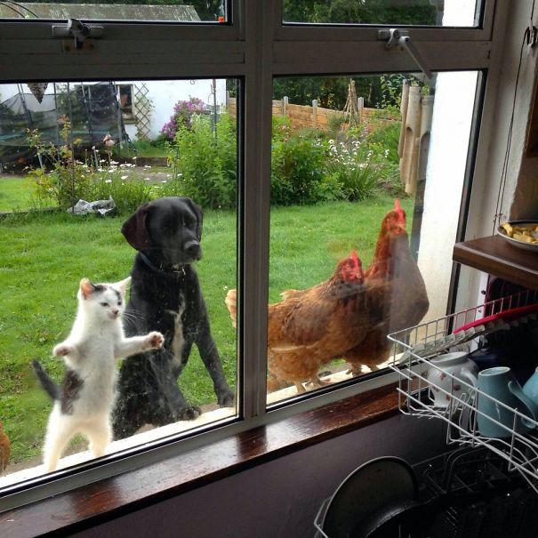 25 pets that need to get inside, right now