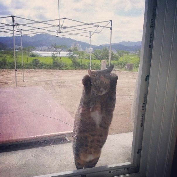 25 pets that need to get inside, right now