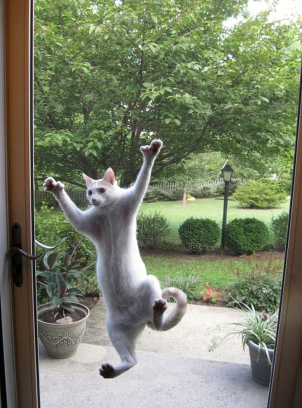 25 pets that need to get inside, right now