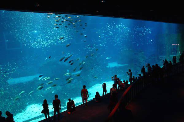 The S.E.A Aquarium in Singapore is so massive that it holds two records. It is the world’s largest aquarium and holds 80,000 animals, 800 species and 42.9 million liters of water. It also holds the record for having the worlds largest acrylic panel.