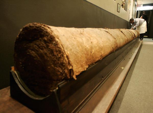 The world’s longest cigar, stretching 268 feet 4 inches (or most of the length of a football field), is seen here in Havana. The cigar eclipsed the previous record cigar of 148 feet 9 inches.