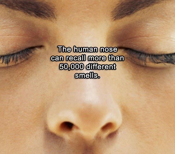 connection games pictures with answers ppt in tamil - The human nose can recall more than 50.000 different smells.