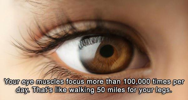 Your eye muscles focus more than 100,000 times per day. That's walking 50 miles for your legs.
