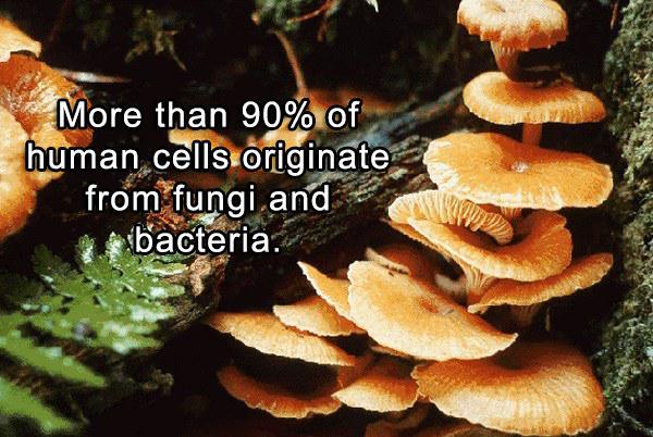 kingdom fungi - More than 90% of human cells originate from fungi and bacteria.