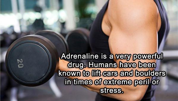 20 Adrenaline is a very powerful drug. Humans have been known to lift cars and boulders in times of extreme peril or stress.