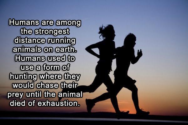 running a mile - Humans are among the strongest distance running animals on earth. Humans used to use a form of hunting where they would chase their prey until the animal died of exhaustion.