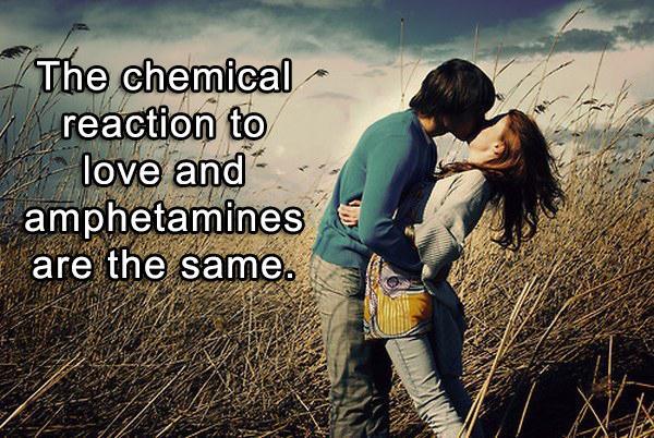 love between two person - The chemical reaction to love and amphetamines & are the same.