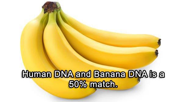 five fruits - Human Dna and Banana Dna is a 50% match.
