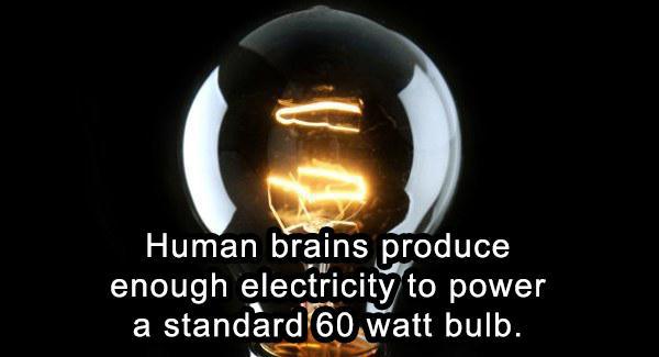 heat - Human brains produce enough electricity to power a standard 60 watt bulb.