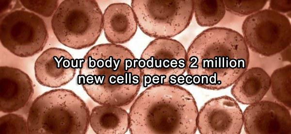 real human cell - Your body produces 2 million new cells per secondo