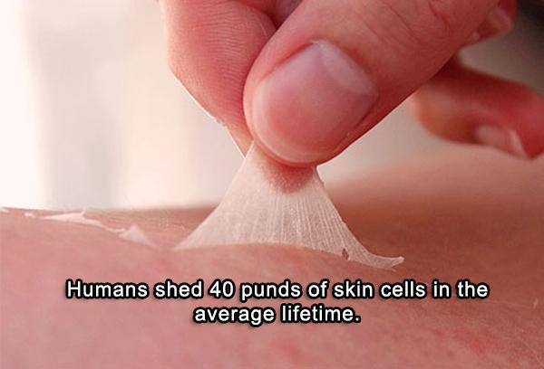 skin sunburn - Humans shed 40 punds of skin cells in the average lifetime.