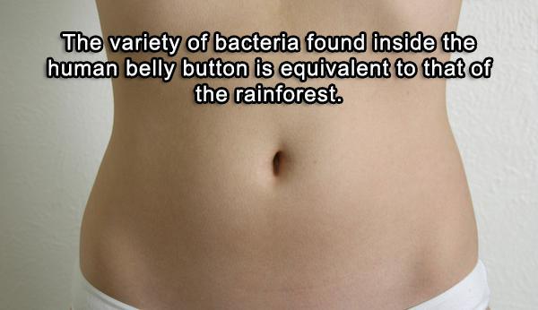 20 amazing fact about the human body - The variety of bacteria found inside the human belly button is equivalent to that of the rainforest.